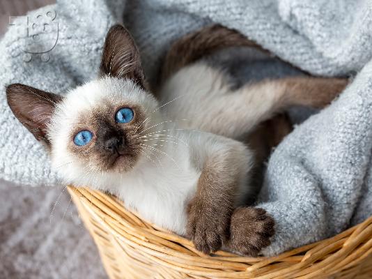 PoulaTo: Siamese Kitten - Σιάμ γατάκι
